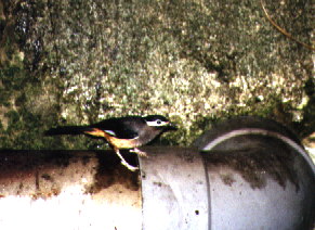White-eared Sibia