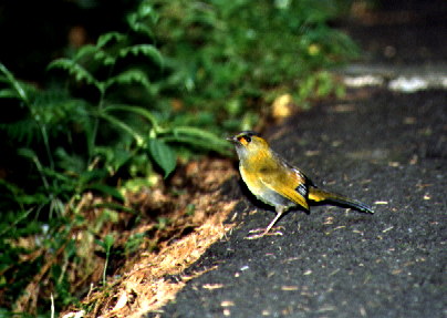 Steere's Liocichla
