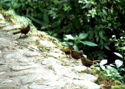 Flock of Steere's Liocichla
