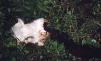 White-faced Flying Squirrel