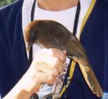 Gray-sided Laughing Thrush