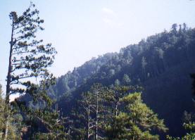 Danda Trail, Nantou