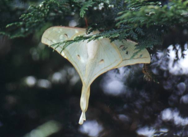 Indian Moon Moth (male)
