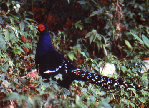 Mikado Pheasant (photo by Han Remaut)
