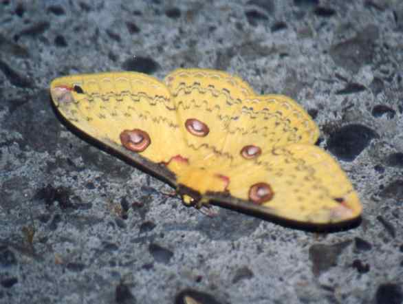 Golden Emperor (female)
