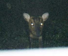 Chinese Muntjac