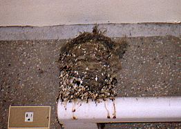 Another nest somewhere in school...