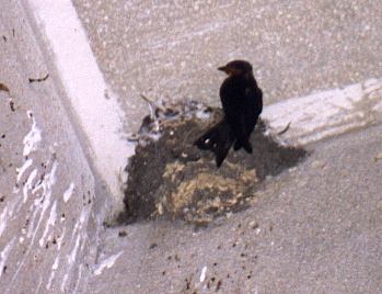 A parent returns to feed the chicks...