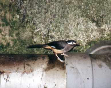 Taiwan Sibia