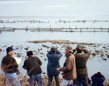 Watching the world's largest flock of Black-faced Spoonbills.
