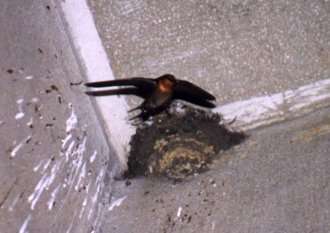 Pacific Swallow at nest