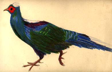 Swinhoe's Pheasant (male)