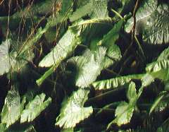 The sap of this wild taro can treat bee and wasp stings.
