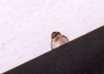 An adult swallow perched above the glass wall.