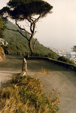 A tree in gibraltar