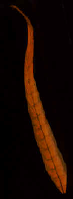 goldenpheasantfeatheronblackBB.jpg (64844 bytes)