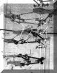 dna.jpg (3133 bytes)