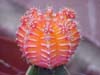 Moon cactus (grafted)