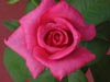 A Rose