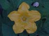 Pumpkin flower