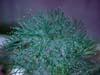 Dill plant on a misty morning
