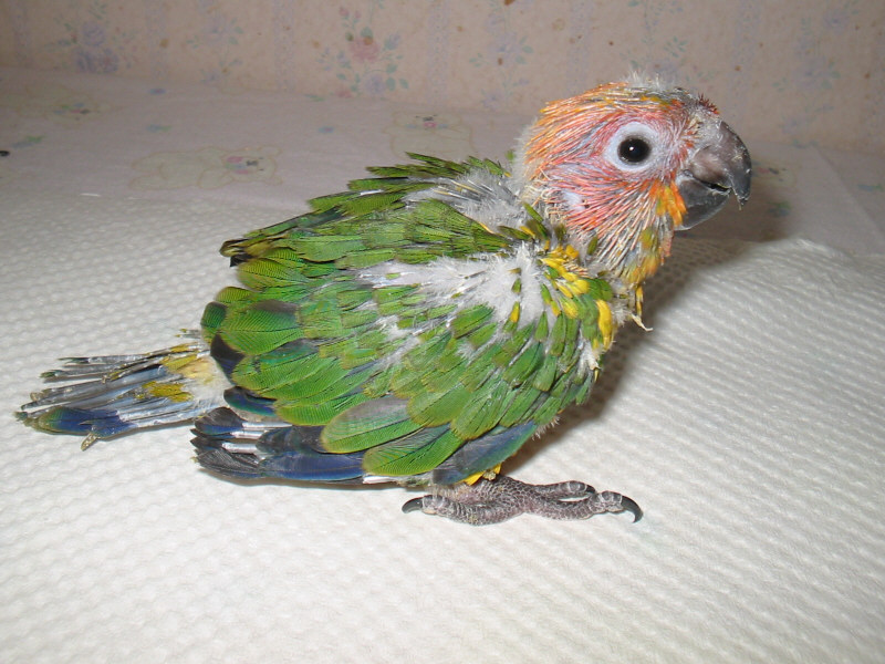 lo