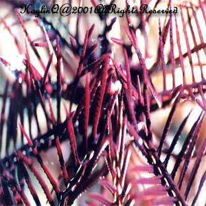 Feather Star