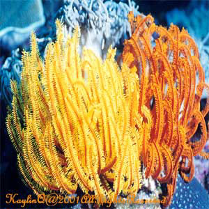 Feather Star