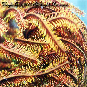 Feather Star