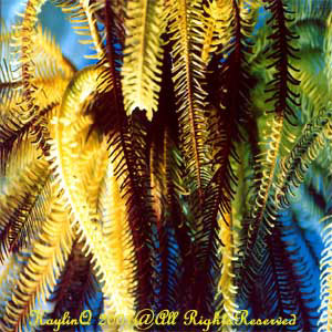 Feather Star