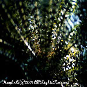 Feather Star