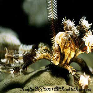 Feather Star