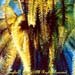 Feather Star