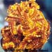 Feather Star
