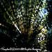 Feather Star