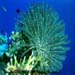 Feather Star