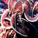 Feather Star