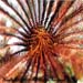 Feather Star