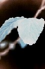 Negative Leaf