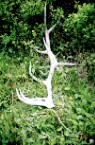 antlers