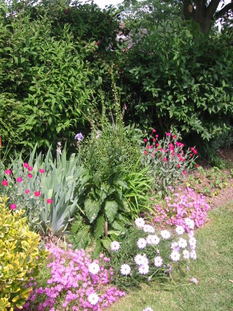 verbascum bush 