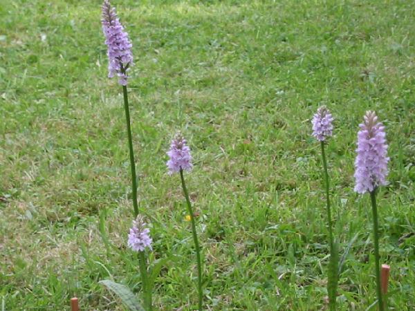Purple orchid
