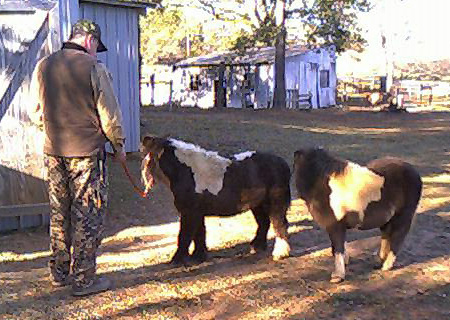 Billy Mitchell with miniature horses