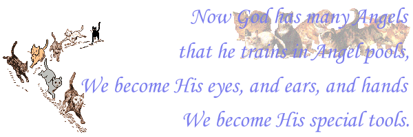 Click to continue to Cat Angels