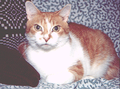 Maurie