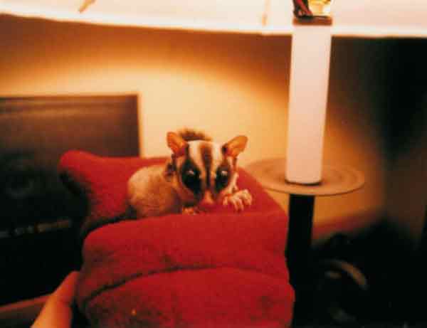 i would not advise getting a flying squirrel. they pee all the time and sleep the rest of the time. and i'm not convinced they don't pee in their sleep, too. she was cute, but not the best pet. She wasn't really mine, either, she belonged to a friend who "lent" her to me when i was living alone and lonely.