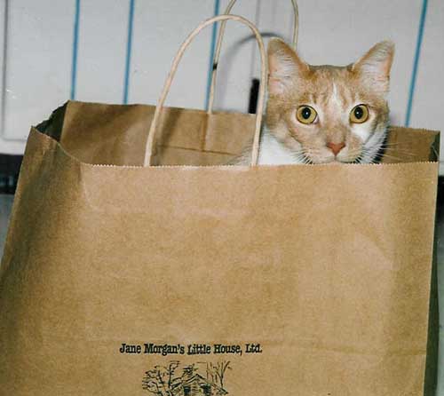 Oscar is a talky guy who doubles as alarm clock and bag/box inspector in the Eddy house.
