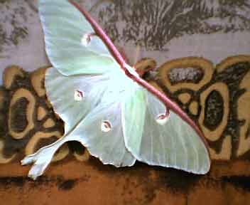 pretty pictures of a moth.