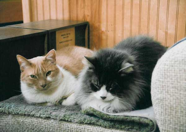 The critters that have invaded my life.