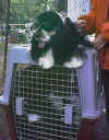 Doris asteptand intrarea in ring - CAC Constanta 2001
